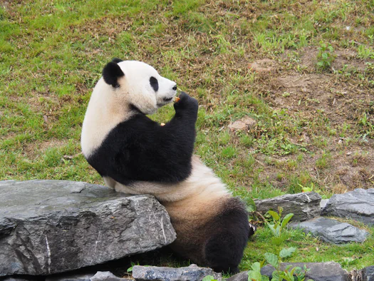 Pairi Daiza (Brugelette, Belgium)